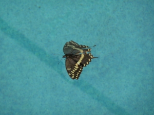 JockBrocas-Dead_Butterfly